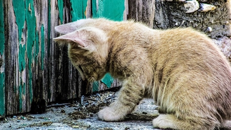 Sad ginger street kitten looking at wall