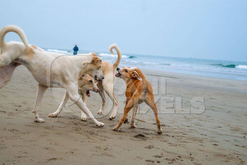 Photo of Indian street or stray dogs playing on beach in Goa with blue sky background in India