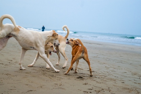 Photo of Indian street or stray dogs playing on beach in Goa with blue sky background in India