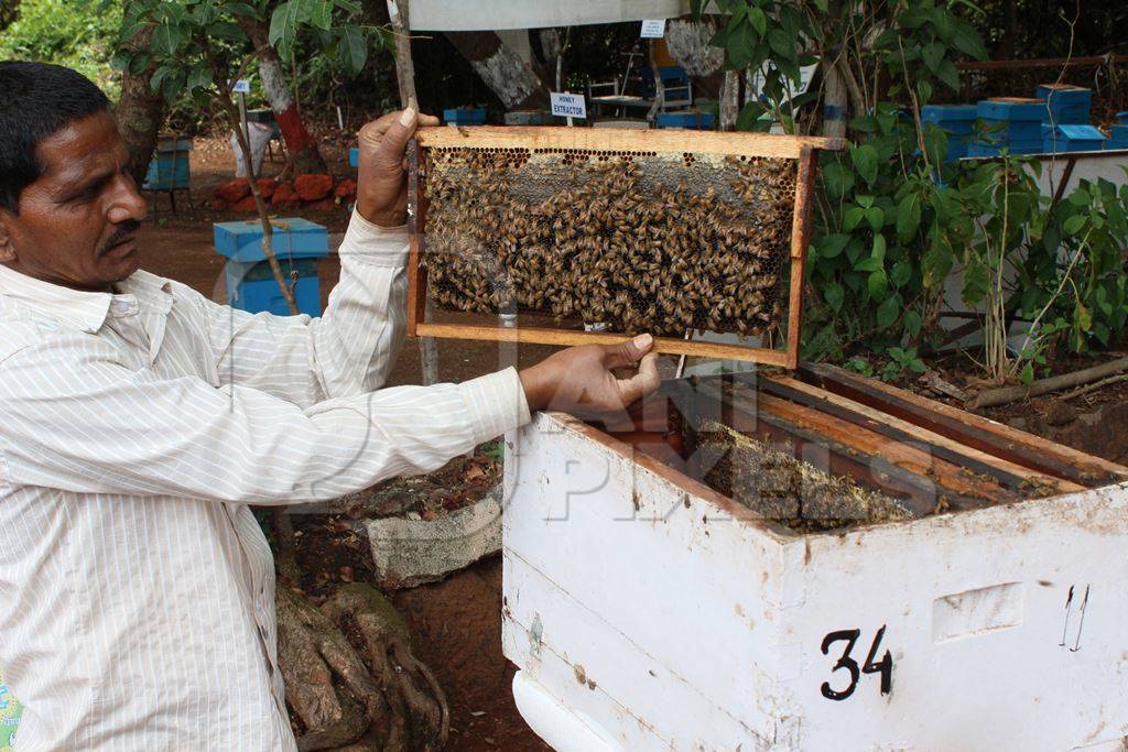 Man examining honey bees in beehive