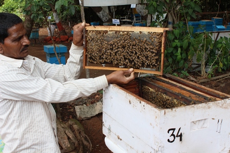 Man examining honey bees in beehive