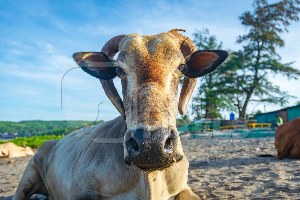 Cow or bullock with large curled horns on the beach in Goa, India