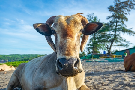 Cow or bullock with large curled horns on the beach in Goa, India