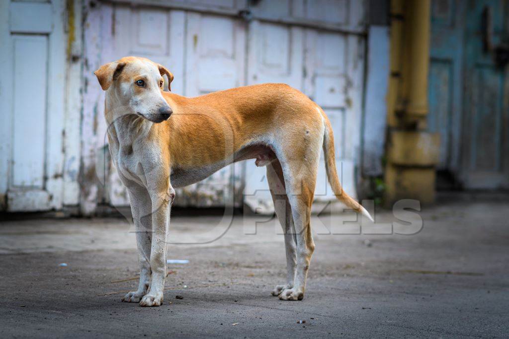Indian stray or street pariah dog on road with blue and yellow background in urban city of Pune, Maharashtra, India, 2021