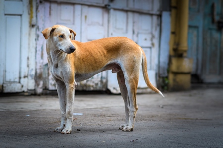 Indian stray or street pariah dog on road with blue and yellow background in urban city of Pune, Maharashtra, India, 2021