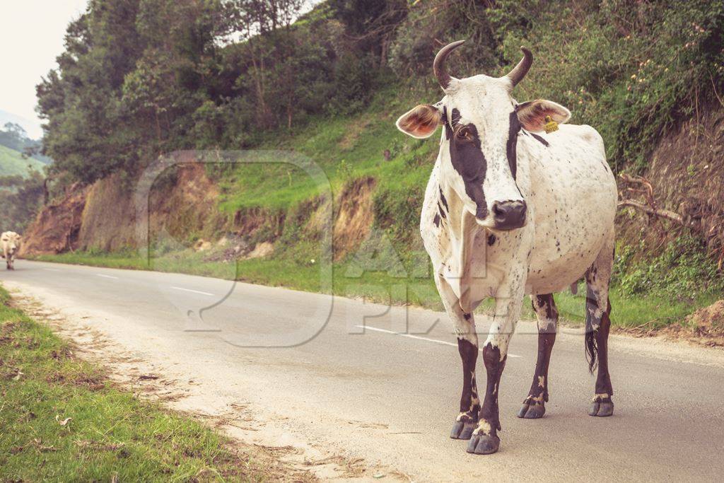 Cow standing on road in the hill station in Munnar