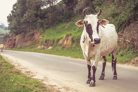 Cow standing on road in the hill station in Munnar