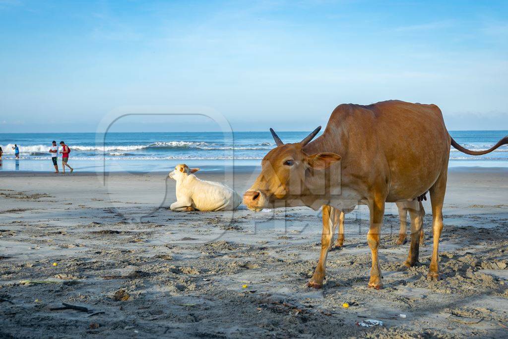 Cow on the beach in Goa, India