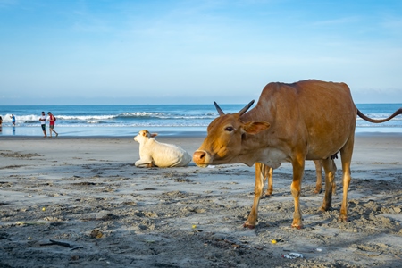 Cow on the beach in Goa, India