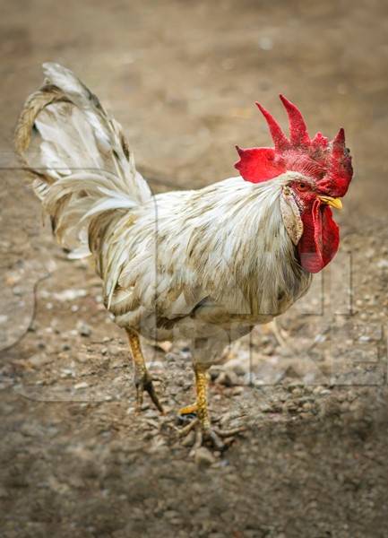 Free range cockerel or rooster in the street in Mumbai