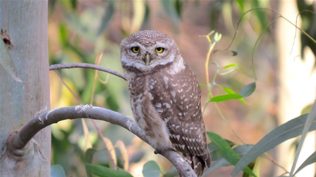 Spotted owlet sitting on a branch