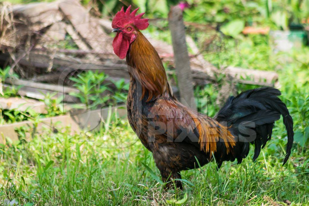 Free range cockerel or rooster in  a  field in Nagaland in Northeast India