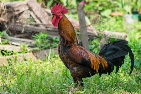 Free range cockerel or rooster in  a  field in Nagaland in Northeast India