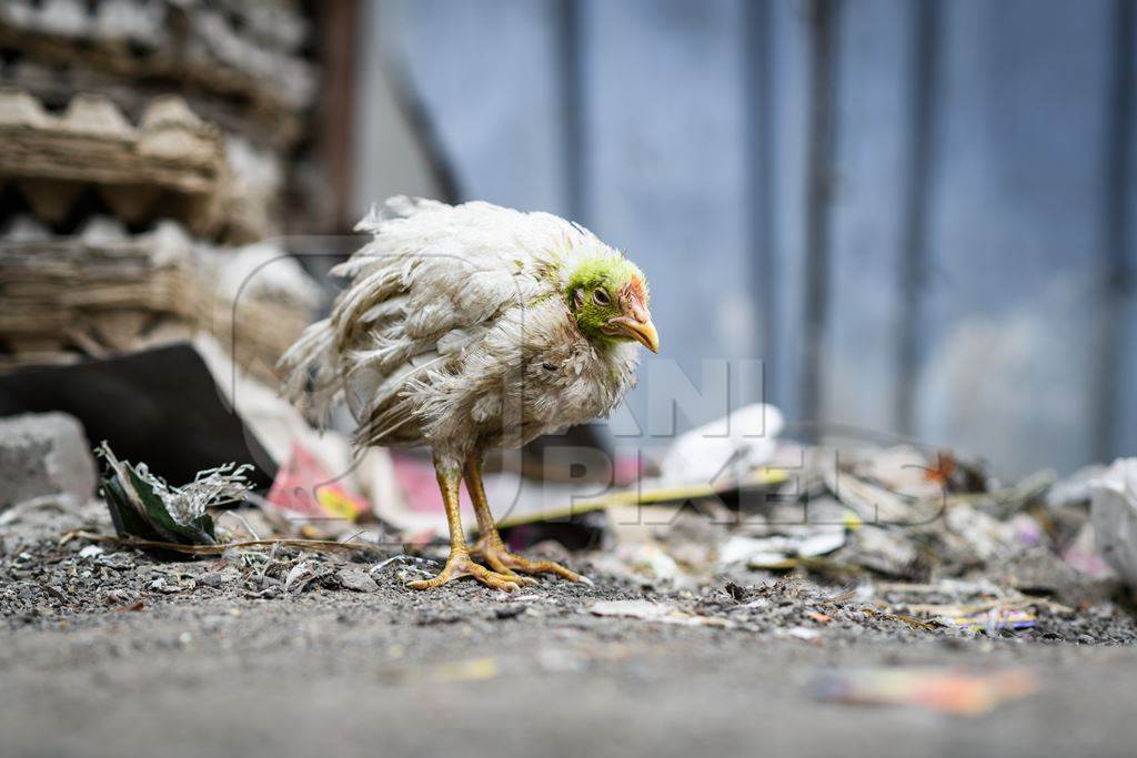 Sick or ill Indian chicken outside a chicken meat shop, Pune, Maharashtra, India, 2023