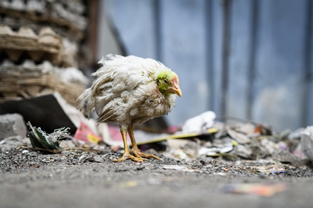 Sick or ill Indian chicken outside a chicken meat shop, Pune, Maharashtra, India, 2023