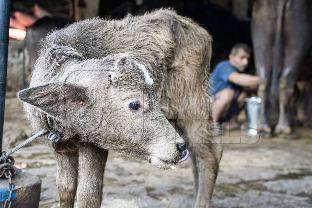 Farmed Indian buffalo calf tied up away from the mother, with a line of chained female buffaloes in the background on an urban dairy farm or tabela, Aarey milk colony, Mumbai, India, 2023