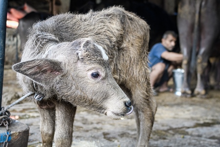 Farmed Indian buffalo calf tied up away from the mother, with a line of chained female buffaloes in the background on an urban dairy farm or tabela, Aarey milk colony, Mumbai, India, 2023