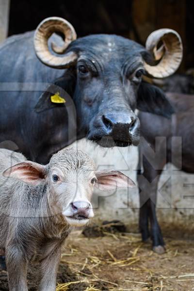 Indian buffalo mother with baby buffalo calf on an urban dairy farm or tabela, Aarey milk colony, Mumbai, India, 2023