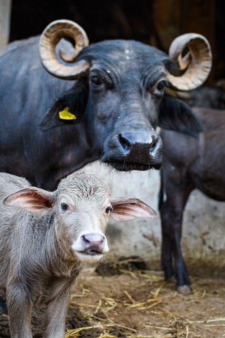 Indian buffalo mother with baby buffalo calf on an urban dairy farm or tabela, Aarey milk colony, Mumbai, India, 2023