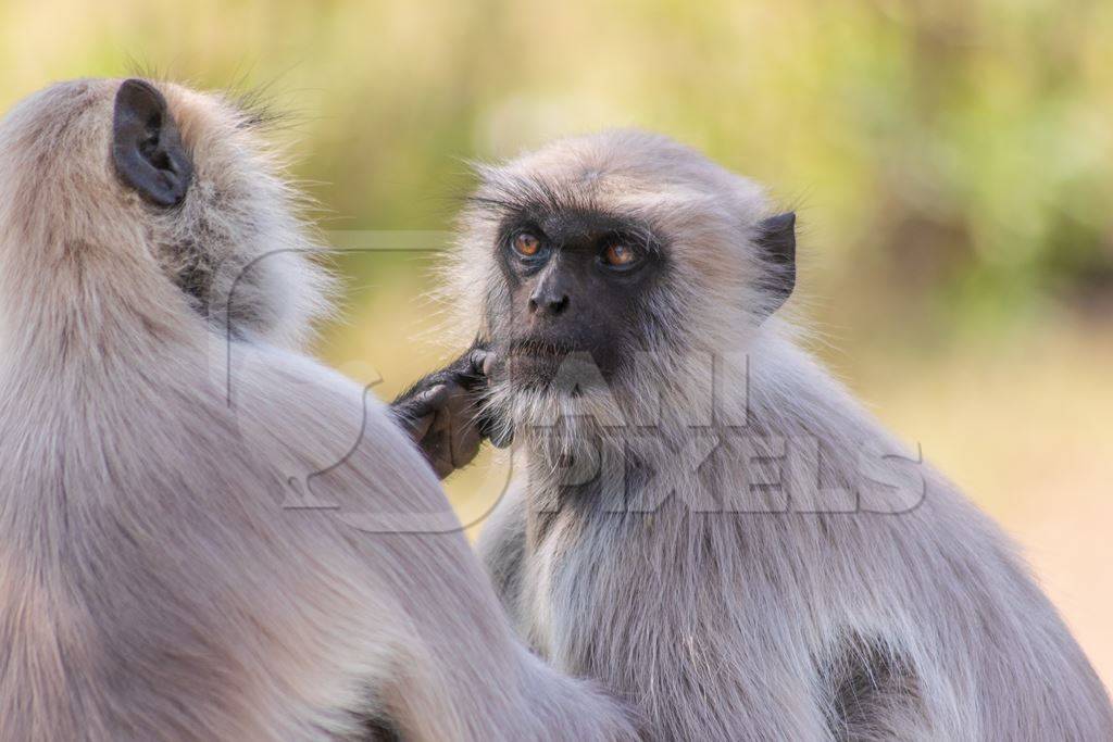 Group of many Indian gray or hanuman langurs, monkeys in Mandore Gardens in the city of Jodhpur in Rajasthan in India