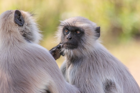 Group of many Indian gray or hanuman langurs, monkeys in Mandore Gardens in the city of Jodhpur in Rajasthan in India