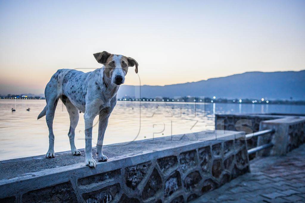 Indian street dog or stray pariah dog at sunset at Ana Sagar lake, Ajmer, Rajasthan, India, 2022
