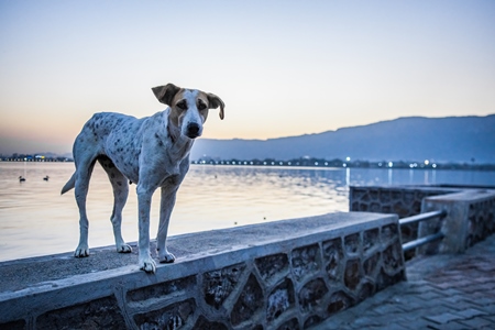 Indian street dog or stray pariah dog at sunset at Ana Sagar lake, Ajmer, Rajasthan, India, 2022