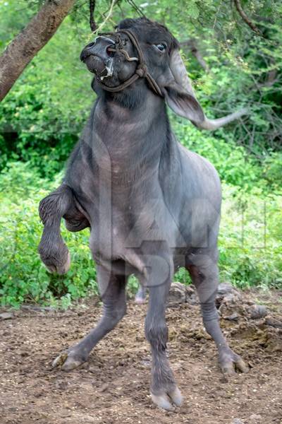 Large Indian male buffalo bull tied up to to a tree crying in pain from the nose rope on Indian buffalo dairy farm in Pune, India