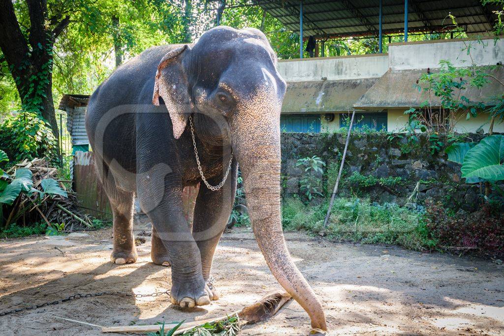 Elephants chained up at Punnathur Kota elephant camp near Guruvayur temple, used for temples and religious festivals