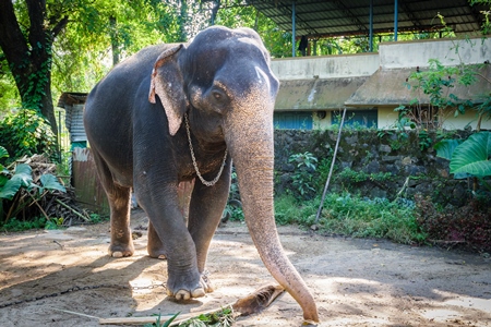 Elephants chained up at Punnathur Kota elephant camp near Guruvayur temple, used for temples and religious festivals