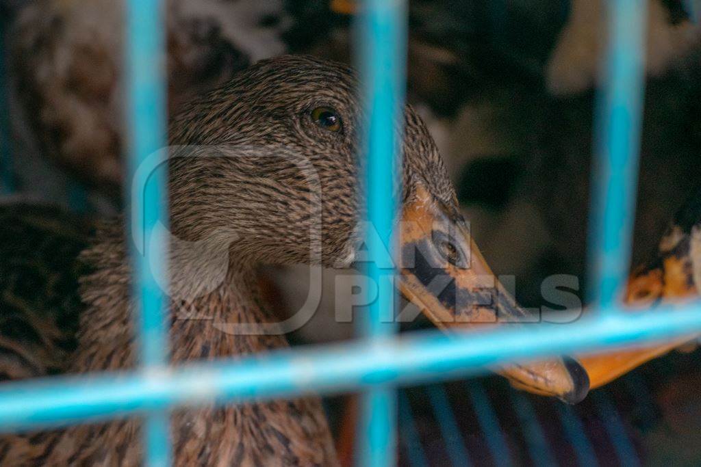 Duck in cage on sale as pet at Crawford pet market in Mumbai, India