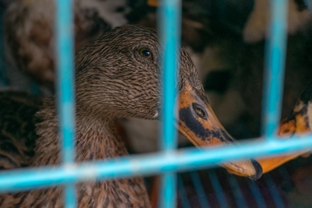 Duck in cage on sale as pet at Crawford pet market in Mumbai, India