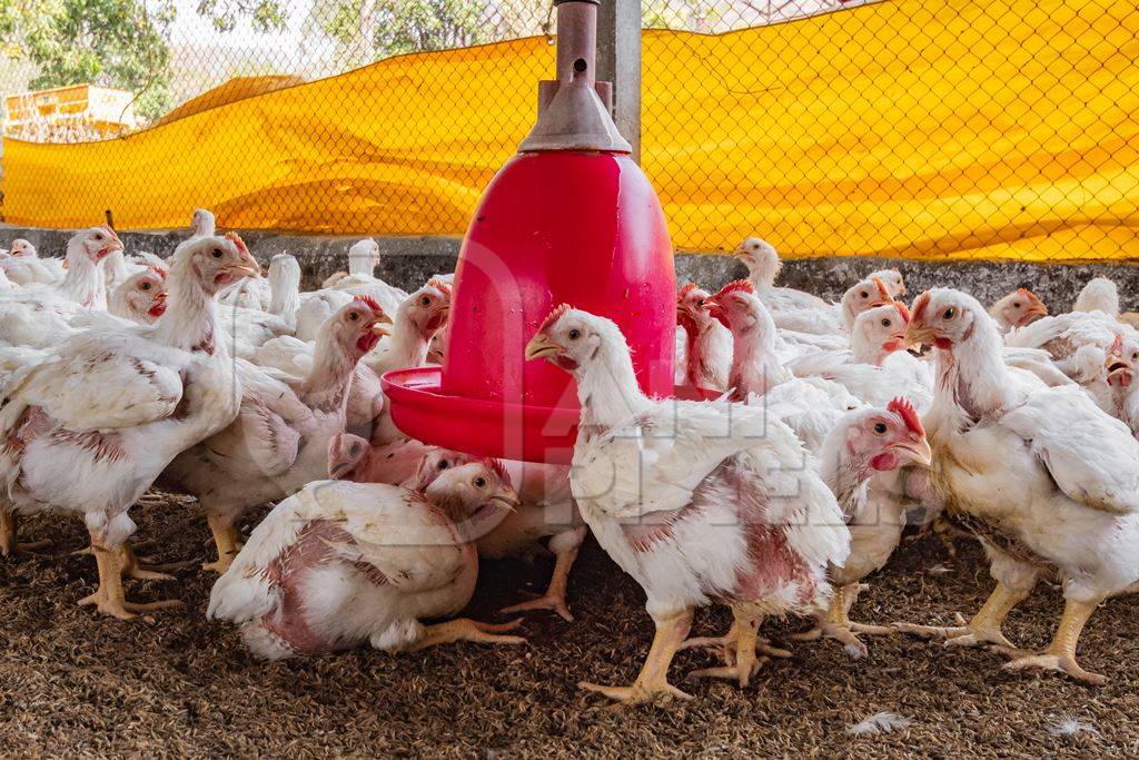 Indian broiler chickens inside a shed on a poultry farm in Maharashtra in India, 2021