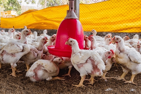 Indian broiler chickens inside a shed on a poultry farm in Maharashtra in India, 2021