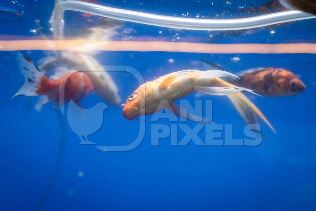 Dead goldfish floating in a tank at an underwater fish tunnel expo aquarium in Pune, Maharashtra, India, 2024
