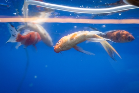 Dead goldfish floating in a tank at an underwater fish tunnel expo aquarium in Pune, Maharashtra, India, 2024