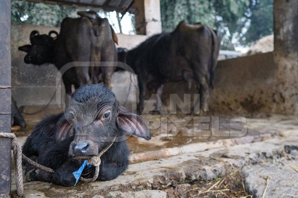 Sad farmed Indian buffalo calf tied up away from the mother, with a line of chained female buffaloes in the background on an urban dairy farm or tabela, Aarey milk colony, Mumbai, India, 2023