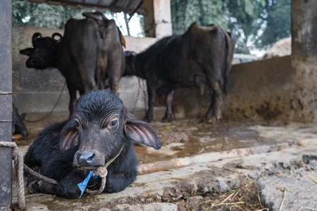 Sad farmed Indian buffalo calf tied up away from the mother, with a line of chained female buffaloes in the background on an urban dairy farm or tabela, Aarey milk colony, Mumbai, India, 2023