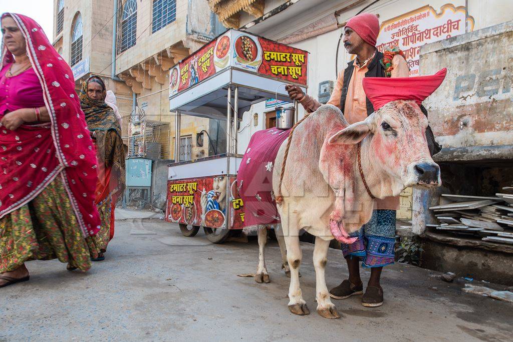 Indian five-legged cow worshipped to bring good luck in town of Pushkar in Rajasthan in India
