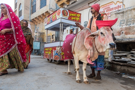 Indian five-legged cow worshipped to bring good luck in town of Pushkar in Rajasthan in India