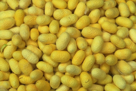 Close up of yellow silk cocoons