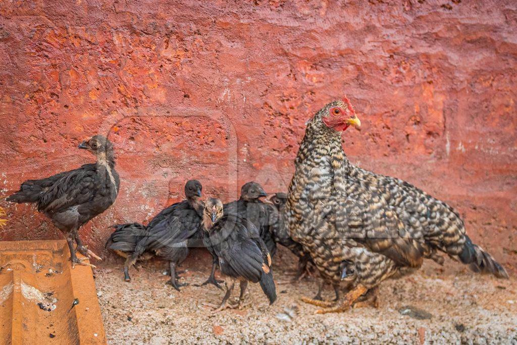 Indian chicken or hen with chicks in a rural village in countryside in Maharashtra, India, 2021
