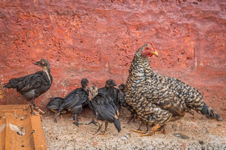 Indian chicken or hen with chicks in a rural village in countryside in Maharashtra, India, 2021