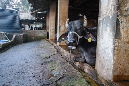 Farmed Indian buffaloes chained up in a line on an urban dairy farm or tabela, Aarey milk colony, Mumbai, India, 2023