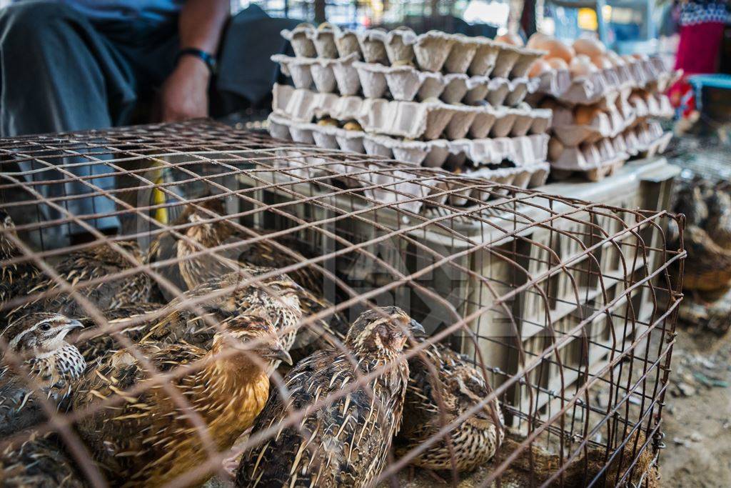 Small brown quail birds in a cage with quail eggs on sale at an exotic market