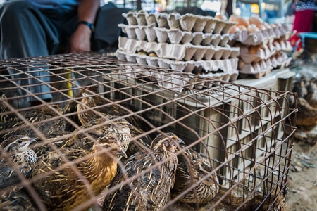 Small brown quail birds in a cage with quail eggs on sale at an exotic market