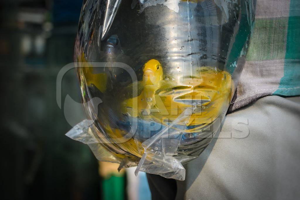 Yellow cichlid aquarium fish on sale in plastic bags at Galiff Street pet market, Kolkata, India, 2022