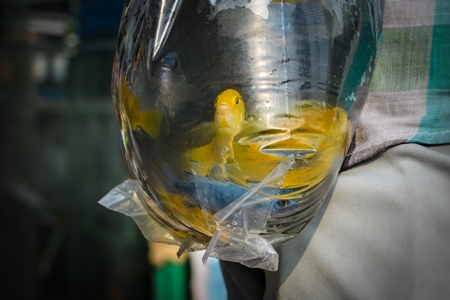 Yellow cichlid aquarium fish on sale in plastic bags at Galiff Street pet market, Kolkata, India, 2022