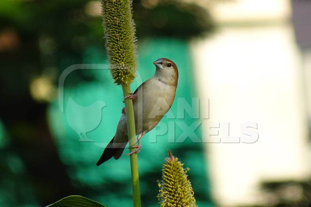 White throated munia bird sitting on stalk of plant with green background, in India