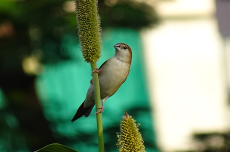 White throated munia bird sitting on stalk of plant with green background, in India